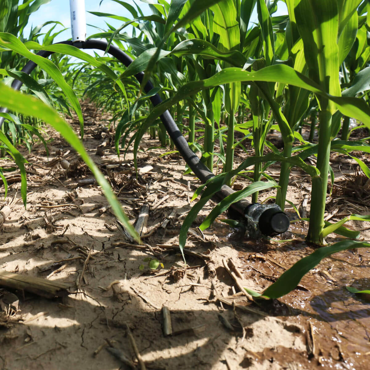 Schalgel Strip Tillage Configurations