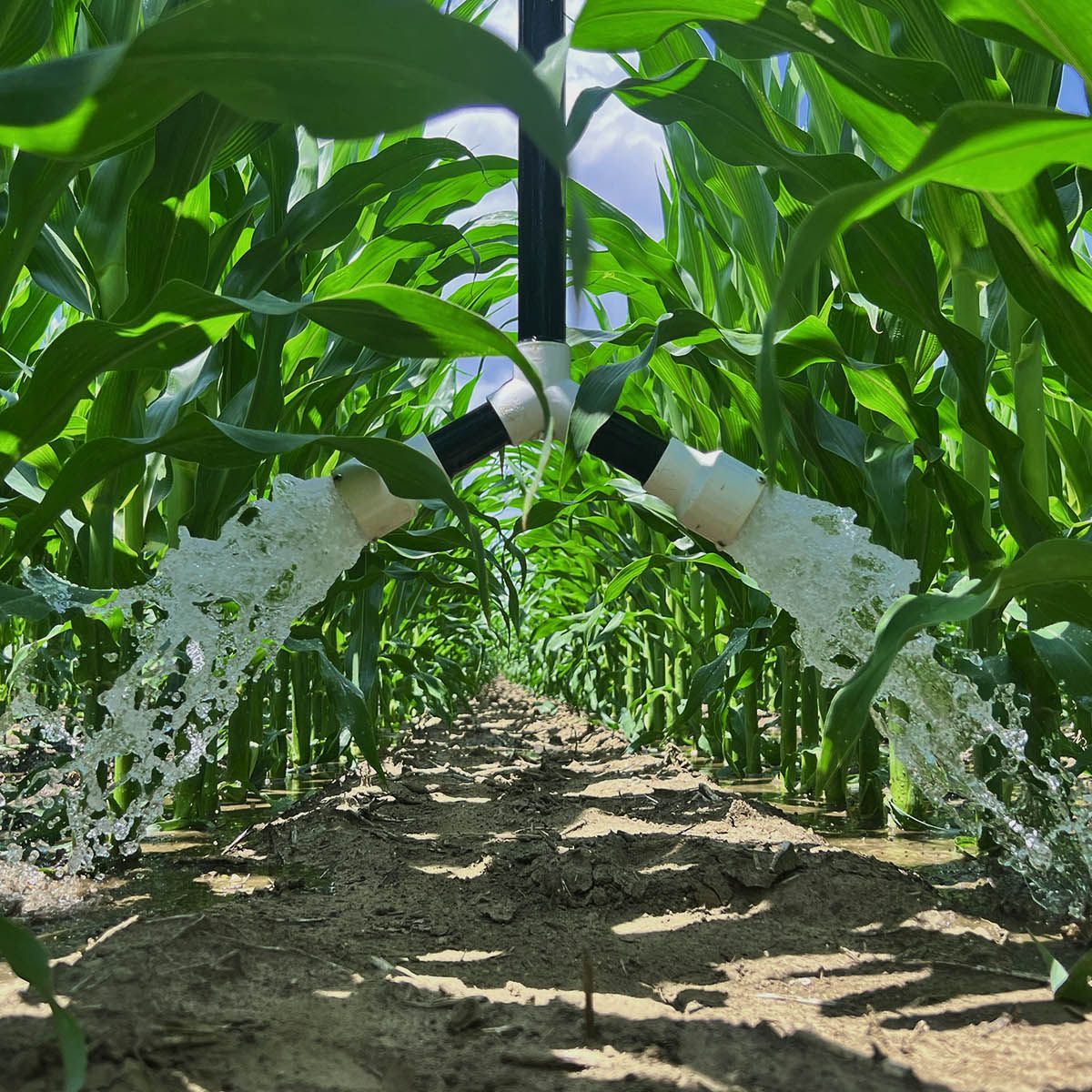 360 RAIN watering the base of plants.